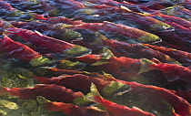 Sockeye Salmon (Oncorhynchus nerka) group swimming close to surface during spawning run, Adams River, Roderick Haig-Brown Provincial Park, British Columbia, Canada