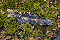 Chinook Salmon (Oncorhynchus tshawytscha) dragged from river by animal and left on mossy slope, Adams River, Roderick Haig-Brown Provincial Park, British Columbia, Canada