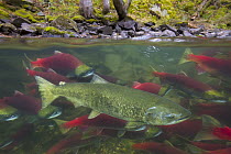 Sockeye Salmon (Oncorhynchus nerka) group and Chinook Salmon (Oncorhynchus tshawytscha) swimming upstream between forested banks of Adams River during spawning run, Roderick Haig-Brown Provincial Park...