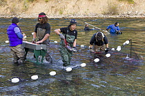 Sockeye Salmon (Oncorhynchus nerka) being counted and measured by fisheries workers, Adams River, Roderick Haig-Brown Provincial Park, British Columbia, Canada