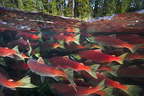 Sockeye Salmon (Oncorhynchus nerka) group swimming upstream between forested banks during spawning run, Adams River, Roderick Haig-Brown Provincial Park, British Columbia, Canada