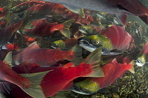 Sockeye Salmon (Oncorhynchus nerka) group swimming in fast current during spawning run, Adams River, Roderick Haig-Brown Provincial Park, British Columbia, Canada
