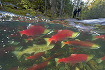 Sockeye Salmon (Oncorhynchus nerka) group and Chinook Salmon (Oncorhynchus tshawytscha) admired by tourists while battling fast current, Adams River, Roderick Haig-Brown Provincial Park, British Colum...
