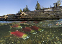Sockeye Salmon (Oncorhynchus nerka) group swimming upstream in fast current under fallen tree during spawning run, Adams River, Roderick Haig-Brown Provincial Park, British Columbia, Canada