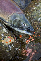 Sockeye Salmon (Oncorhynchus nerka) discolored carcass and fish eggs near banks of Adams River at end of spawning run, Roderick Haig-Brown Provincial Park, British Columbia, Canada