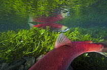 Sockeye Salmon (Oncorhynchus nerka) male and female swimming in small stream during spawning run, Roderick Haig-Brown Provincial Park, British Columbia, Canada
