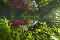 Sockeye Salmon (Oncorhynchus nerka) female swimming in tributary to Adams River during spawning run, Roderick Haig-Brown Provincial Park, British Columbia, Canada