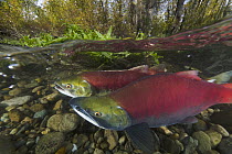 Sockeye Salmon (Oncorhynchus nerka) female and male swimming together and looking for clean gravel to spawn in, Adams River, Roderick Haig-Brown Provincial Park, British Columbia, Canada