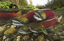Sockeye Salmon (Oncorhynchus nerka) males competing for best position to fertilize eggs of females about to lay, Adams River, Roderick Haig-Brown Provincial Park, British Columbia, Canada