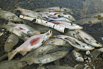 Sockeye Salmon (Oncorhynchus nerka) discolored carcasses along banks of Adams River after spawning run, Roderick Haig-Brown Provincial Park, British Columbia, Canada