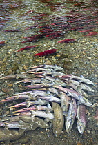 Sockeye Salmon (Oncorhynchus nerka) discolored carcasses along banks of Adams River at end of spawning run, Roderick Haig-Brown Provincial Park, British Columbia, Canada