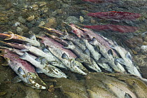 Sockeye Salmon (Oncorhynchus nerka) discolored carcasses along banks of Adams River at end of spawning run, Roderick Haig-Brown Provincial Park, British Columbia, Canada