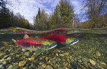 Sockeye Salmon (Oncorhynchus nerka) female and male swimming together and looking for clean gravel to spawn in, Adams River, Roderick Haig-Brown Provincial Park, British Columbia, Canada