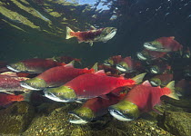 Sockeye Salmon (Oncorhynchus nerka) group swimming upstream during spawning run, Roderick Haig-Brown Provincial Park, British Columbia, Canada