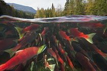 Sockeye Salmon (Oncorhynchus nerka) group swimming upstream between forested banks during spawning run, Adams River, Roderick Haig-Brown Provincial Park, British Columbia, Canada