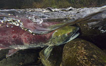 Sockeye Salmon (Oncorhynchus nerka) female resting against rocks with skin discolored by fungus and infection, Adams River, Roderick Haig-Brown Provincial Park, British Columbia, Canada