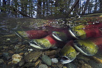 Sockeye Salmon (Oncorhynchus nerka) group swimming in fast current, Adams River, Roderick Haig-Brown Provincial Park, British Columbia, Canada