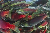 Sockeye Salmon (Oncorhynchus nerka) group swimming in fast current during spawning run, Adams River, Roderick Haig-Brown Provincial Park, British Columbia, Canada