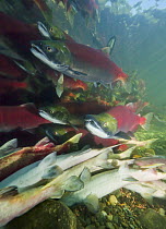 Sockeye Salmon (Oncorhynchus nerka) group swimming above piles of dead and discolored salmon in fast current of Adams River during spawning run, Roderick Haig-Brown Provincial Park, British Columbia,...