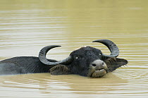 Asiatic Buffalo (Bubalus bubalis) in water, Yala National Park, Sri Lanka