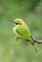 Little Green Bee-eater (Merops orientalis) calling, Yala National Park, Sri Lanka