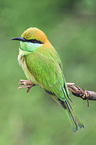 Little Green Bee-eater (Merops orientalis), Yala National Park, Sri Lanka
