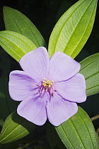 Osbeckia (Osbeckia octandra) flower used for medicine, Sinharaja Biosphere Reserve, Sri Lanka