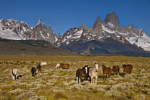 Domestic Horse (Equus caballus) group with Cerro Torre and Mount Fitzroy behind, Los Glaciares National Park, Patagonia, Argentina