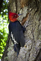 Magellanic Woodpecker (Campephilus magellanicus) male on Southern Beech (Nothofagus sp) tree, Los Glaciares National Park, Patagonia, Argentina