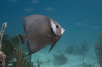 Gray Angelfish (Pomacanthus arcuatus), Belize Barrier Reef, Belize