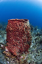 Giant Barrel Sponge (Xestospongia testudinaria) growing on reef, Belize Barrier Reef, Belize
