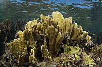 Bladed Fire Coral (Millepora Complanata) causes sting on contact, Belize Barrier Reef, Belize