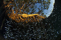 Red Mangrove (Rhizophora mangle) aerial roots serve as important fish nursery, Belize