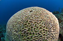 Boulder Brain Coral (Colpophyllia natans), Belize Barrier Reef, Belize