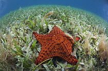 Cushioned Star (Oreaster reticulatus) amid grasses, Belize Barrier Reef, Belize