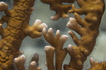 Fire Coral (Millepora alcicornis) with fine hairs that contain nematocysts which sting on contact, Belize Barrier Reef, Belize