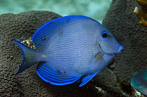 Blue Tang Surgeonfish (Acanthurus coeruleuss), Belize Barrier Reef, Belize
