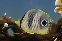 Foureye Butterflyfish (Chaetodon capistratus) juvenile, Belize Barrier Reef, Belize