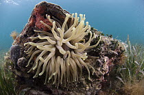 Giant Caribbean Anemone (Condylactis gigantea), Belize Barrier Reef, Belize
