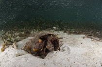 Giant Hermit (Petrochirus diogenes) on sandy ocean floor, Belize Barrier Reef, Belize