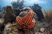 Cushioned Star (Oreaster reticulatus) feeding on coral, Belize Barrier Reef, Belize