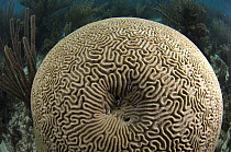Brain Coral (Diploria labyrinthiformis), Belize Barrier Reef, Belize