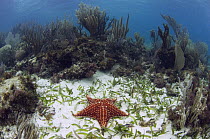 Cushioned Star (Oreaster reticulatus) on sandy ocean floor, Belize Barrier Reef, Belize