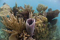 Pink Vase Sponge (Niphates digitalis) on coral reef, Belize Barrier Reef, Belize