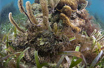 Spotted Scorpionfish (Scorpaena plumieri) camouflaged on ocean bottom, Belize Barrier Reef, Belize