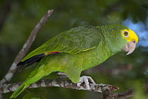 Yellow-headed Parrot (Amazona oratrix), Belize