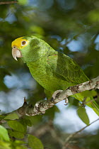 Yellow-headed Parrot (Amazona oratrix), Belize