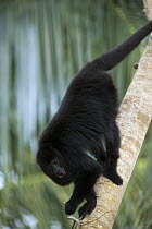 Mexican Black Howler Monkey (Alouatta pigra) male calling, Belize