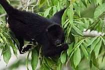 Mexican Black Howler Monkey (Alouatta pigra) feeding on leaves, Belize