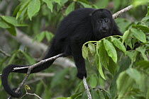 Mexican Black Howler Monkey (Alouatta pigra), Belize